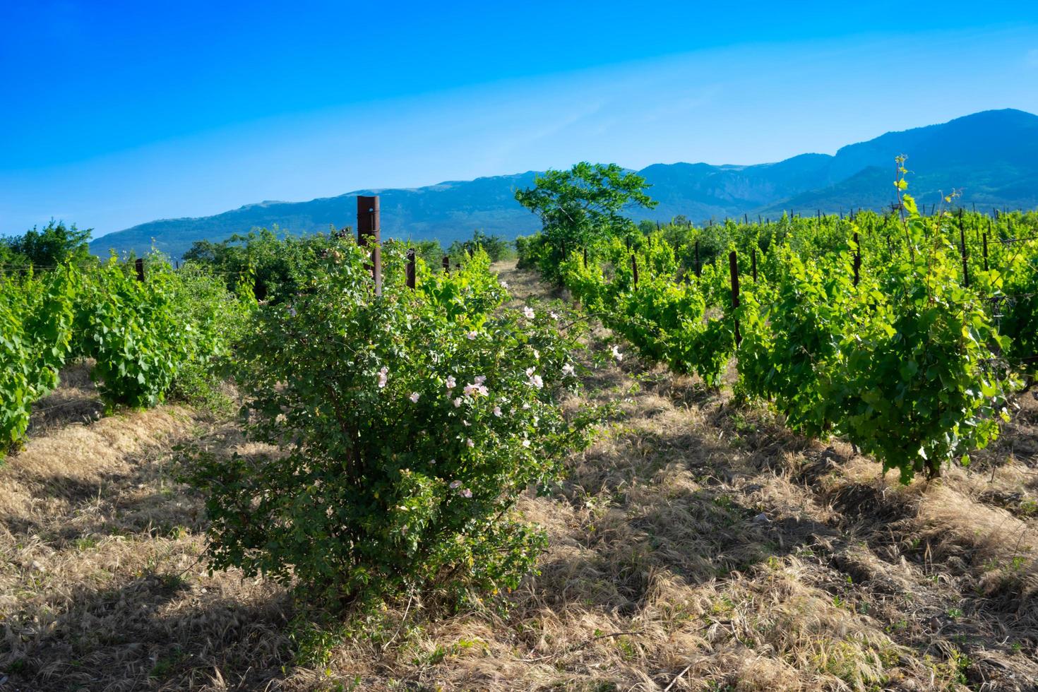 le paysage naturel des vignobles de Crimée. photo