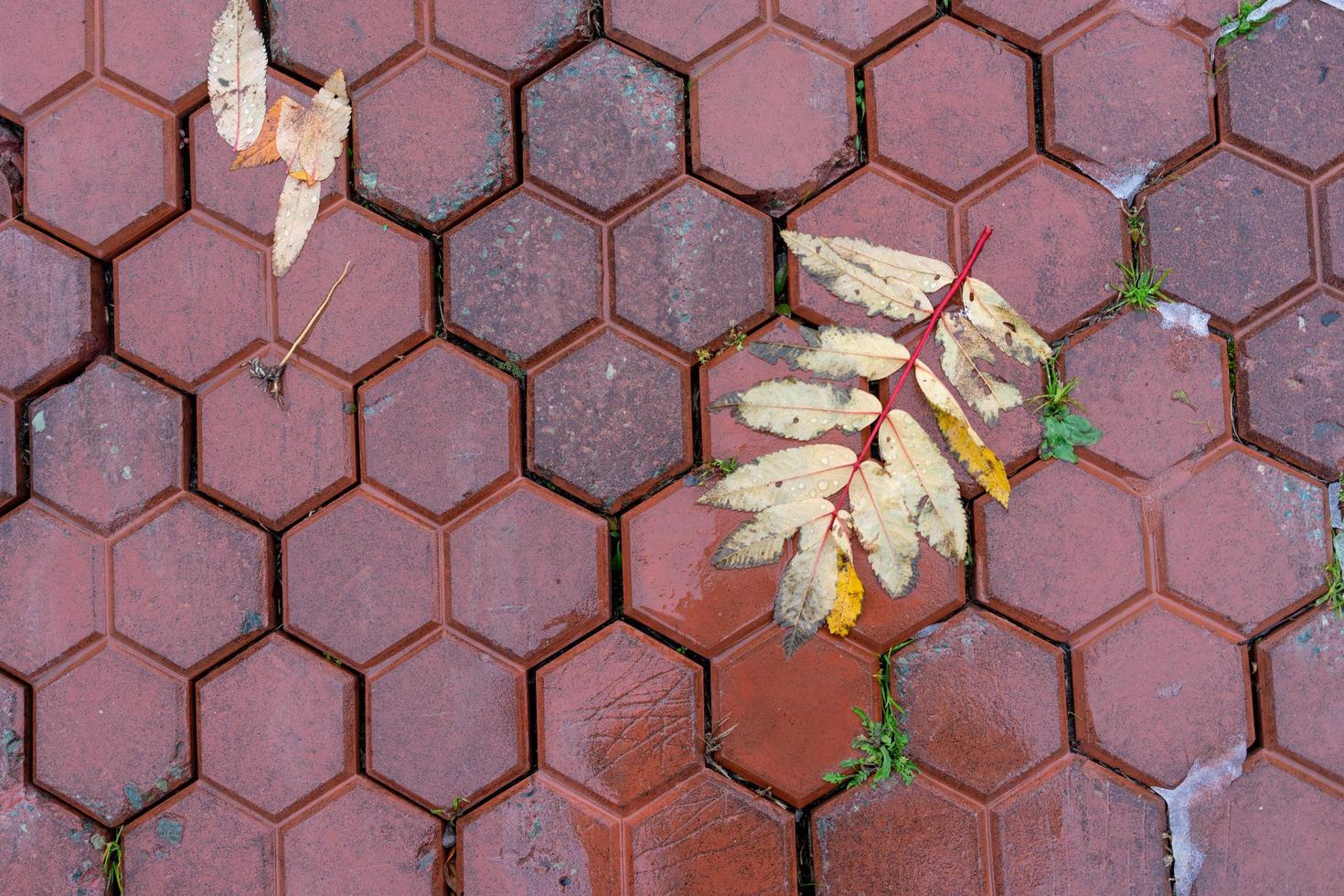 fond avec des feuilles de sorbier sur un trottoir rouge humide. photo