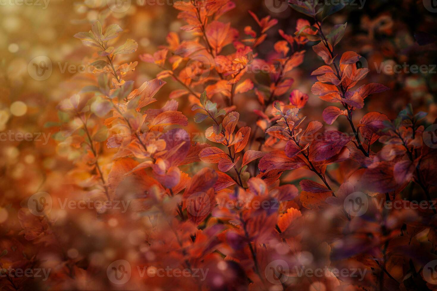 rouge l'automne feuilles de le buisson dans le chaud après midi Soleil dans le jardin photo