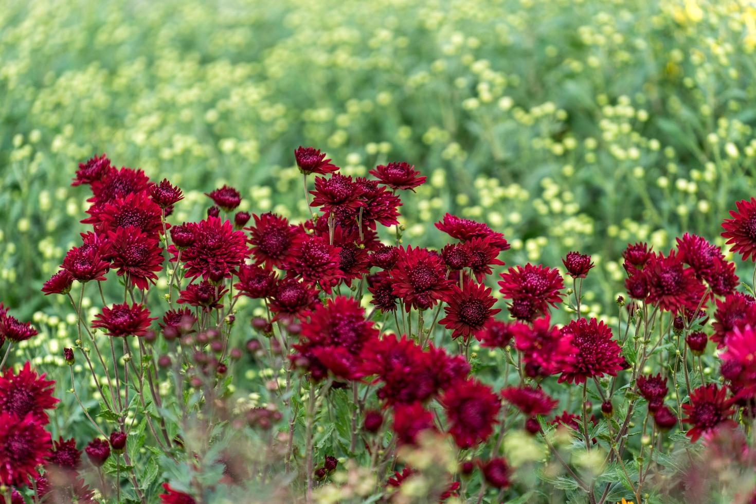 fond floral avec de beaux chrysanthèmes bordeaux photo