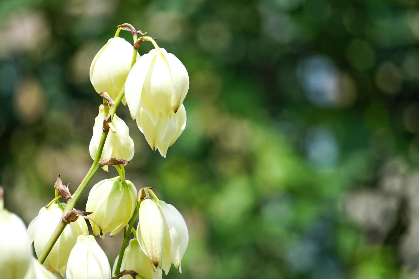 fond floral avec du yucca parmi les feuilles si vertes photo