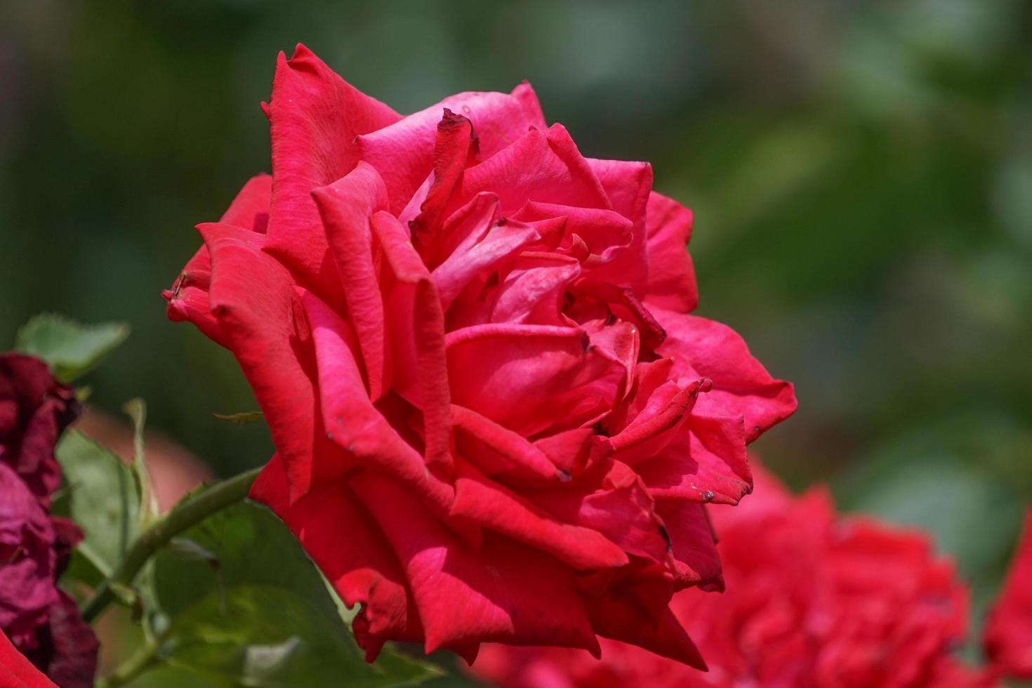 fond floral avec des roses rouges luxuriantes. nature, aménagement paysager. photo
