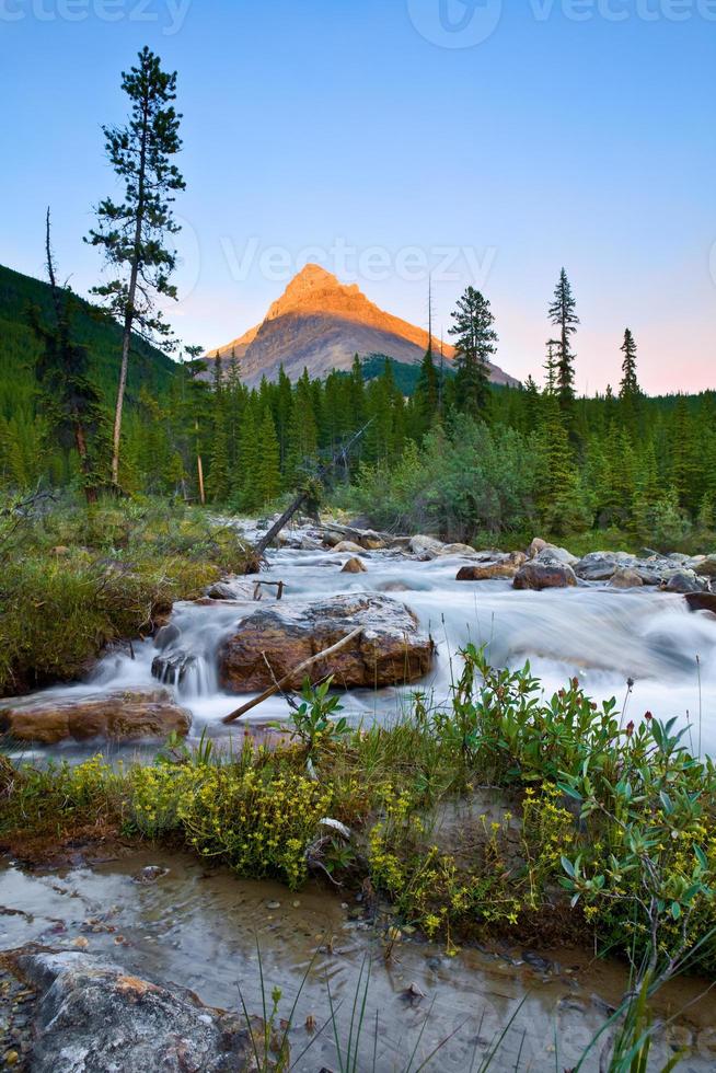 Dernière lumière sur le mont Weed, Banff, parc national, Alberta, Canada avec un ruisseau et des fleurs sauvages au premier plan photo