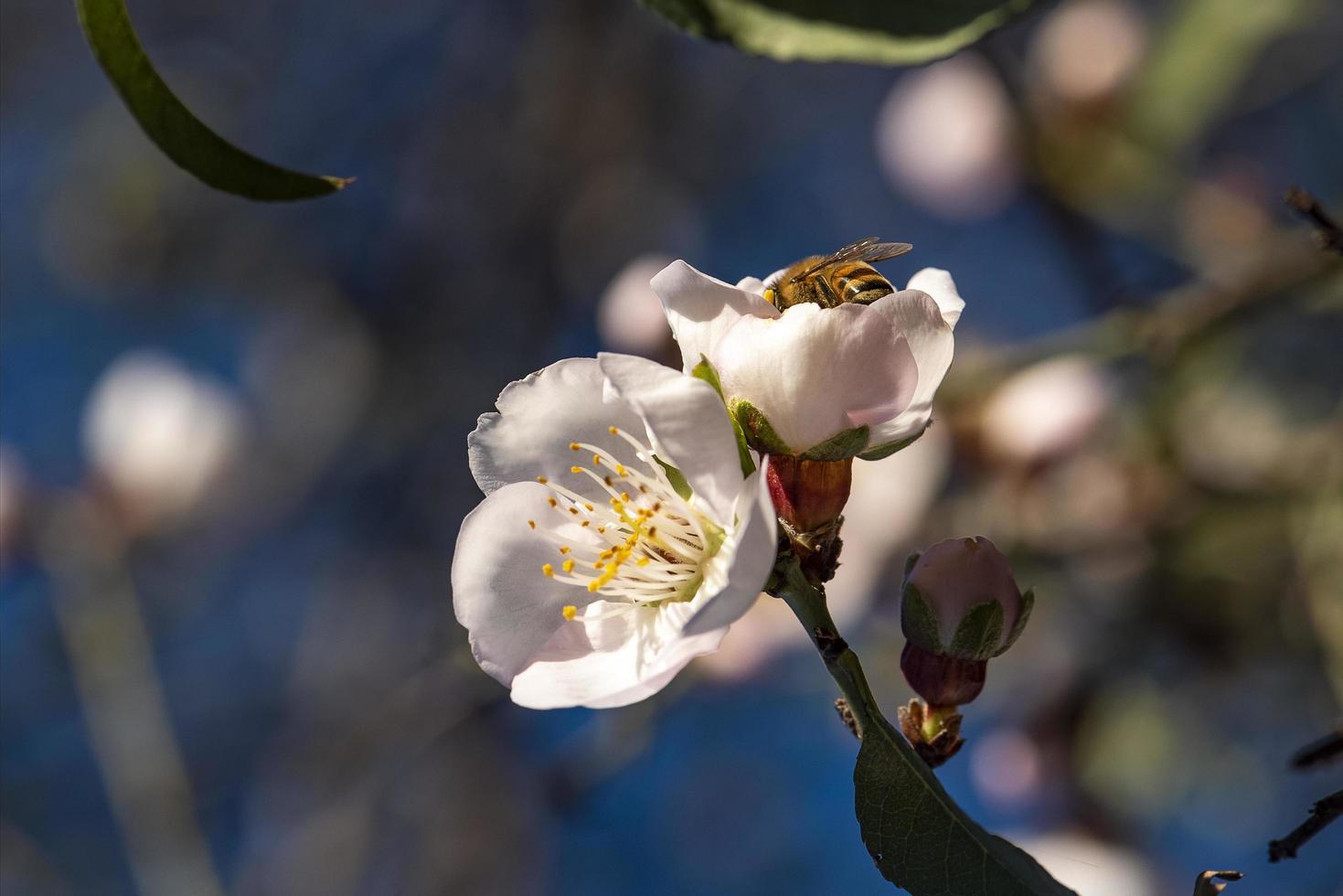 Amandiers en fleurs contre le ciel bleu photo