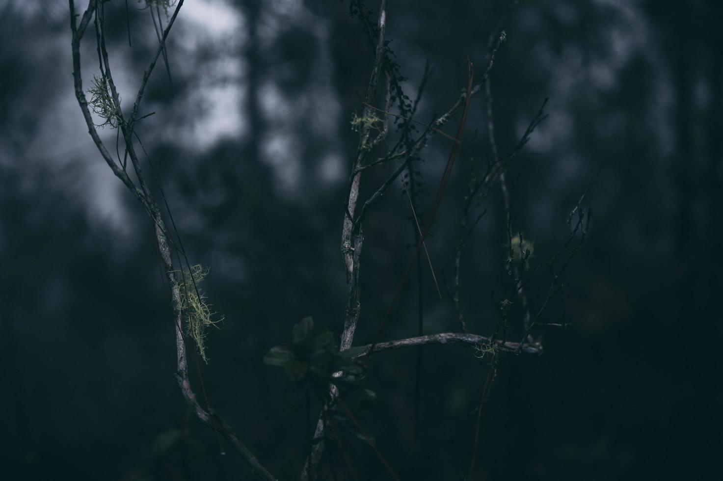 Gros plan des branches d'arbres avec un ciel clair et sombre photo