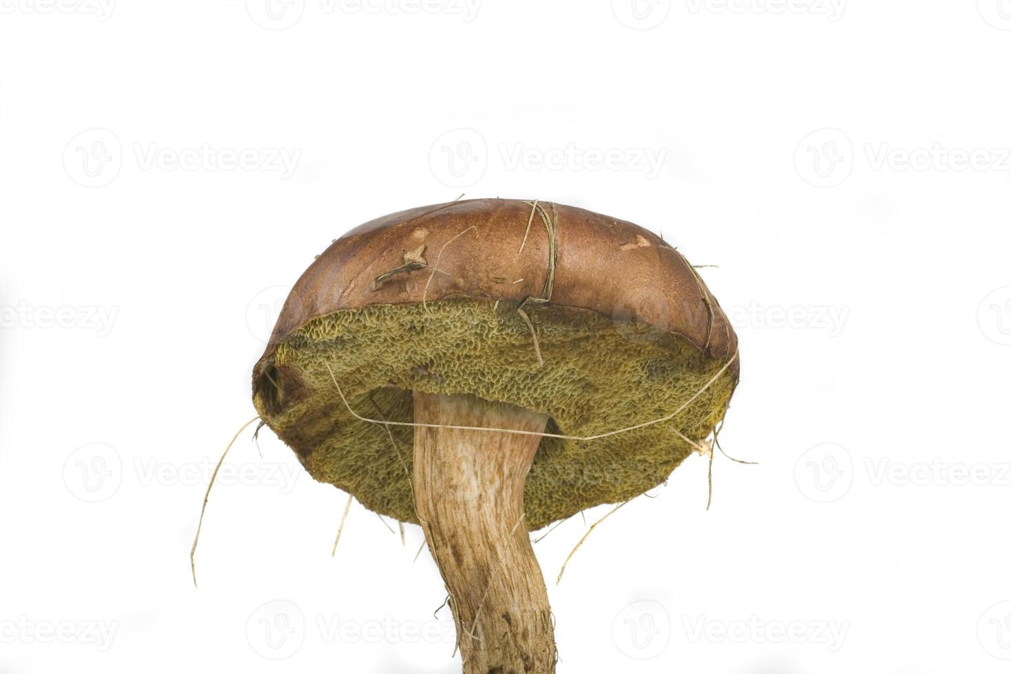 sauvage champignon sur blanc photo
