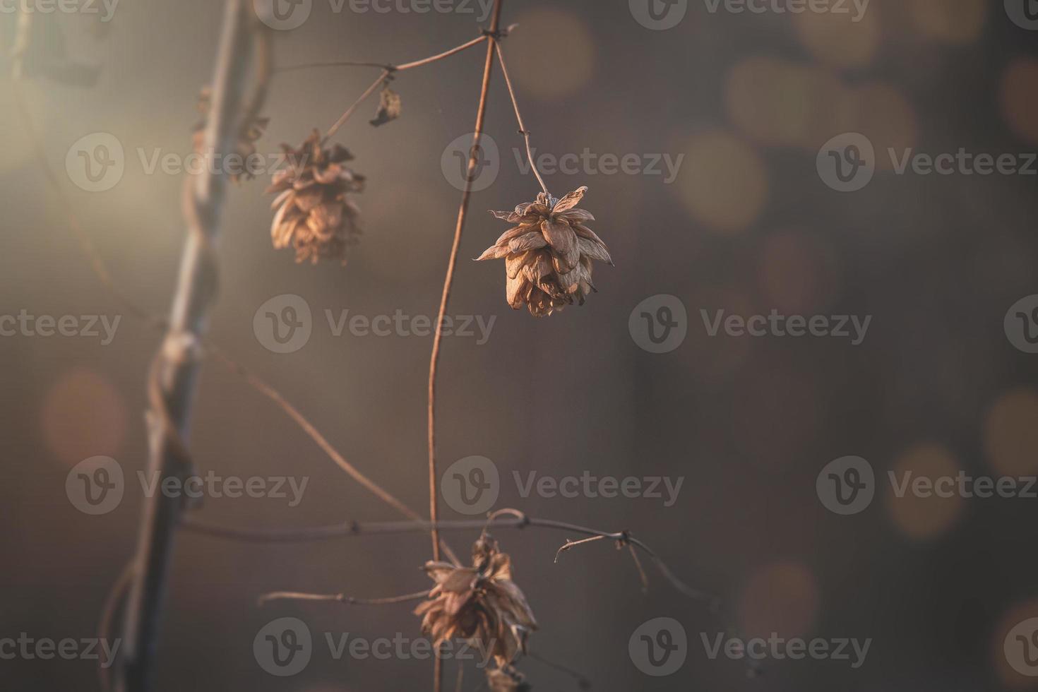 marron flétri fleurs dans le chaud décembre lumière dans le jardin dans fermer photo