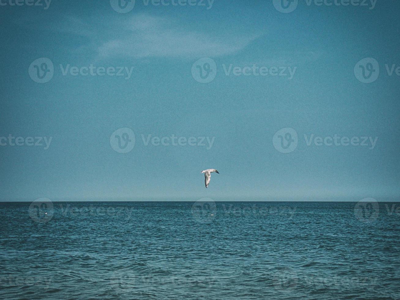 été vacances paysage avec bleu mer l'eau et ciel et une en volant mouette sur une chaud journée photo