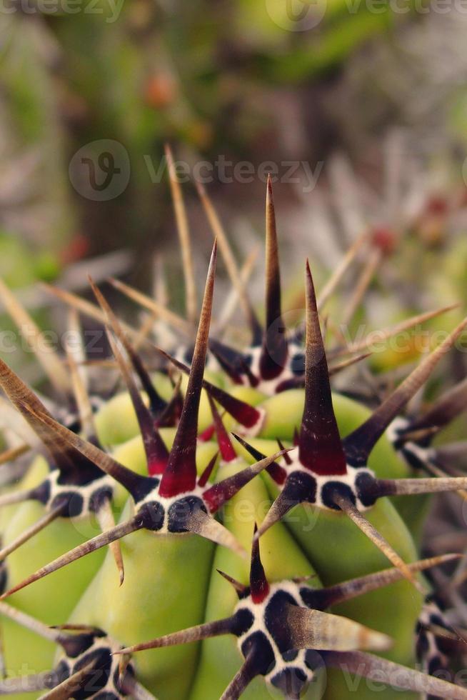 Naturel orginane vert Contexte fabriqué de cactus avec épines dans fermer photo