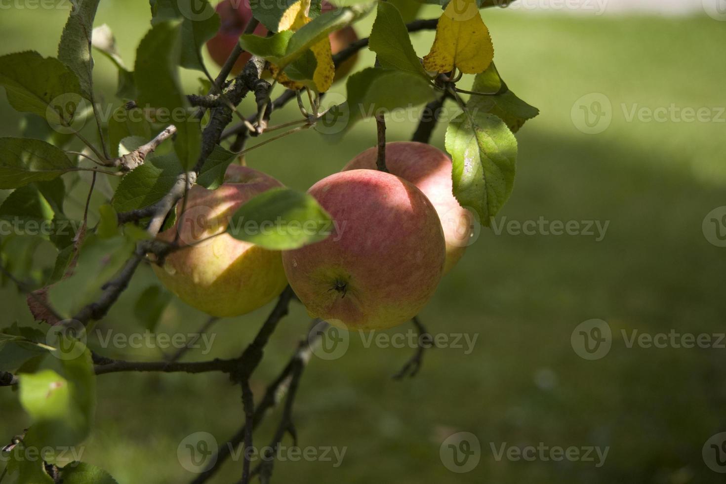 l'automne Frais Pomme sur le branche de une arbre dans le verger photo