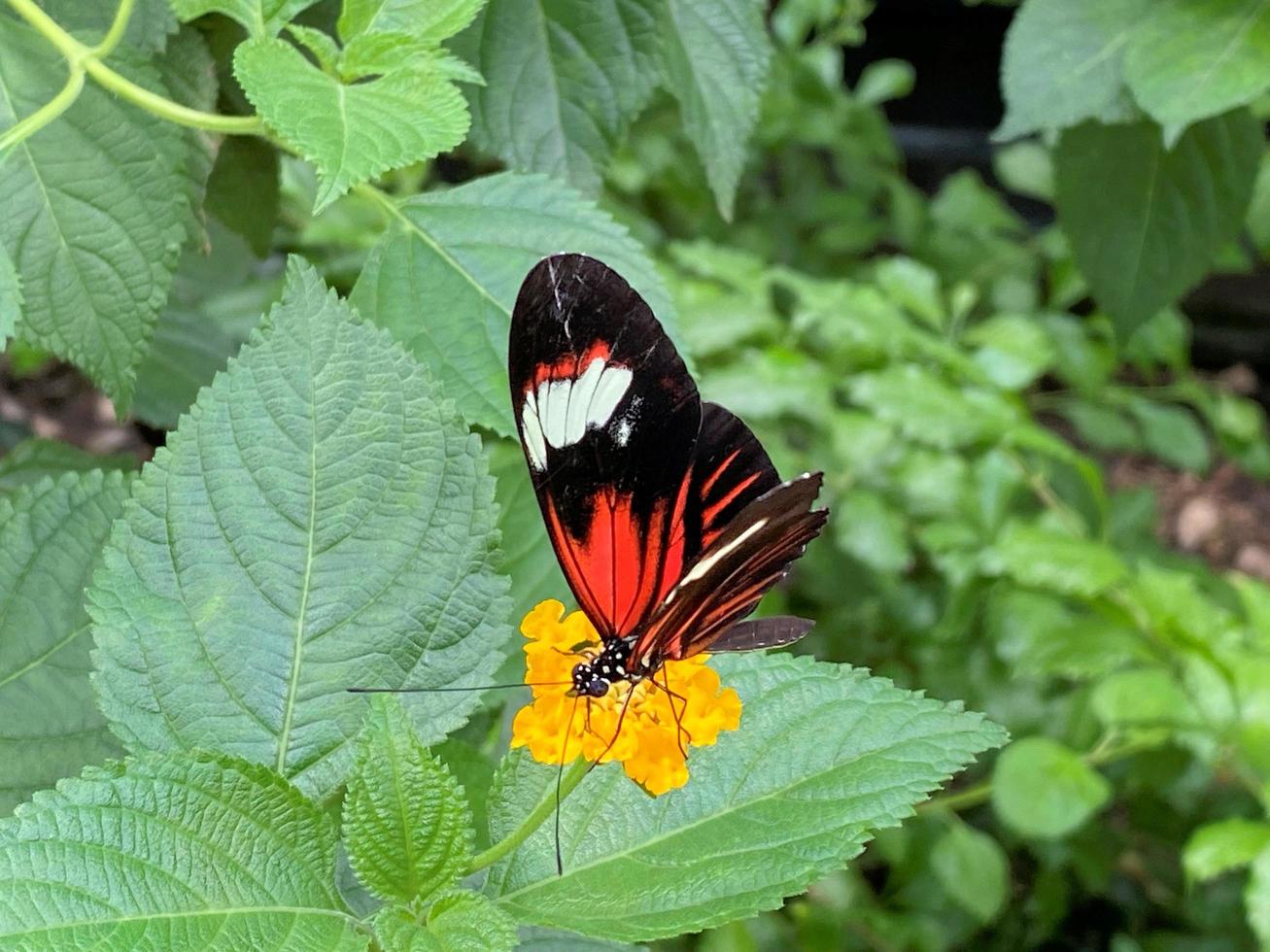 une vue d'un papillon photo