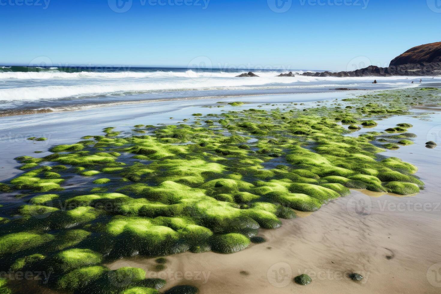 une peste de algues sur une magnifique plage établi avec génératif ai technologie. photo