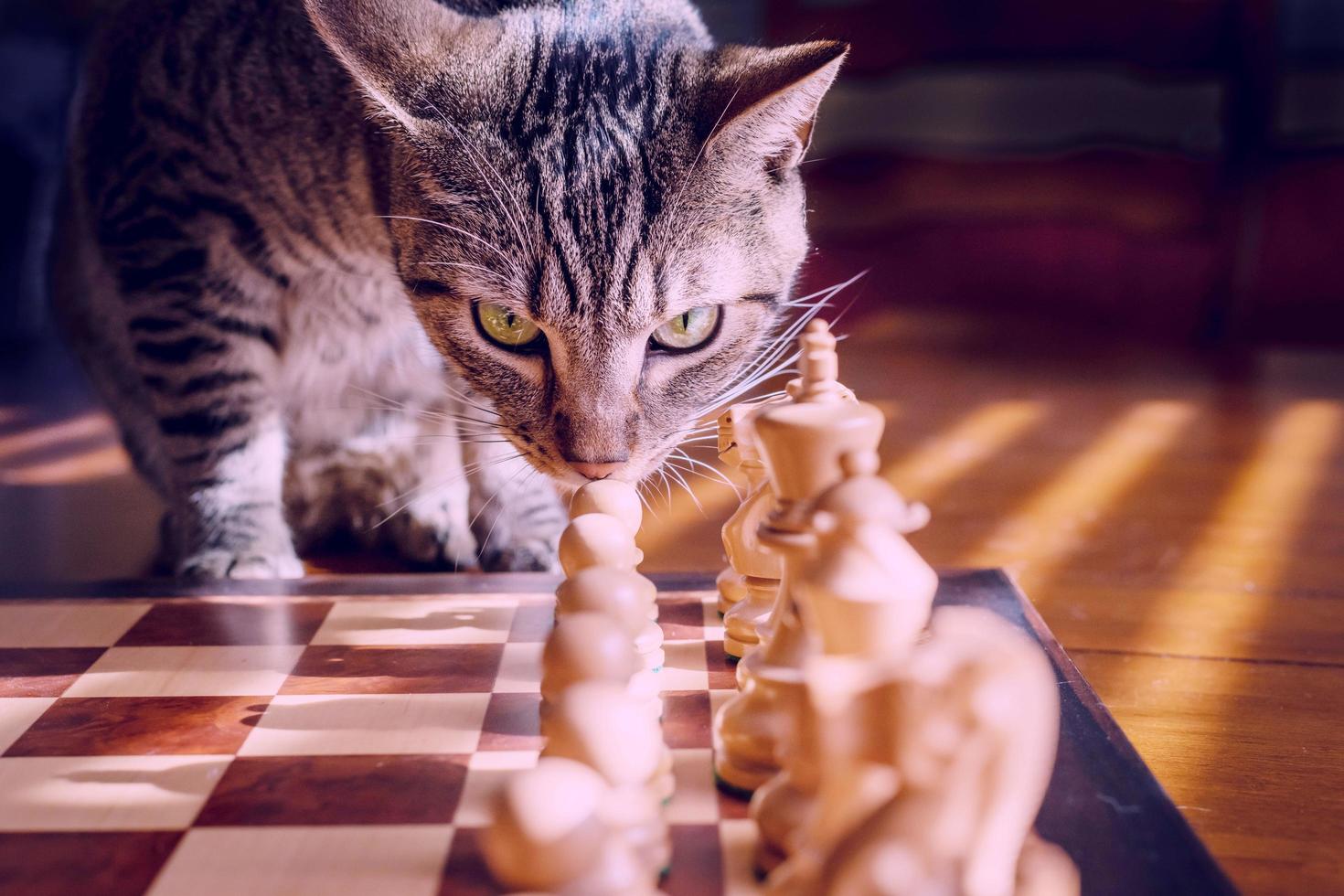 le chat veut à jouer échecs donc il des stands sur le échecs champ photo