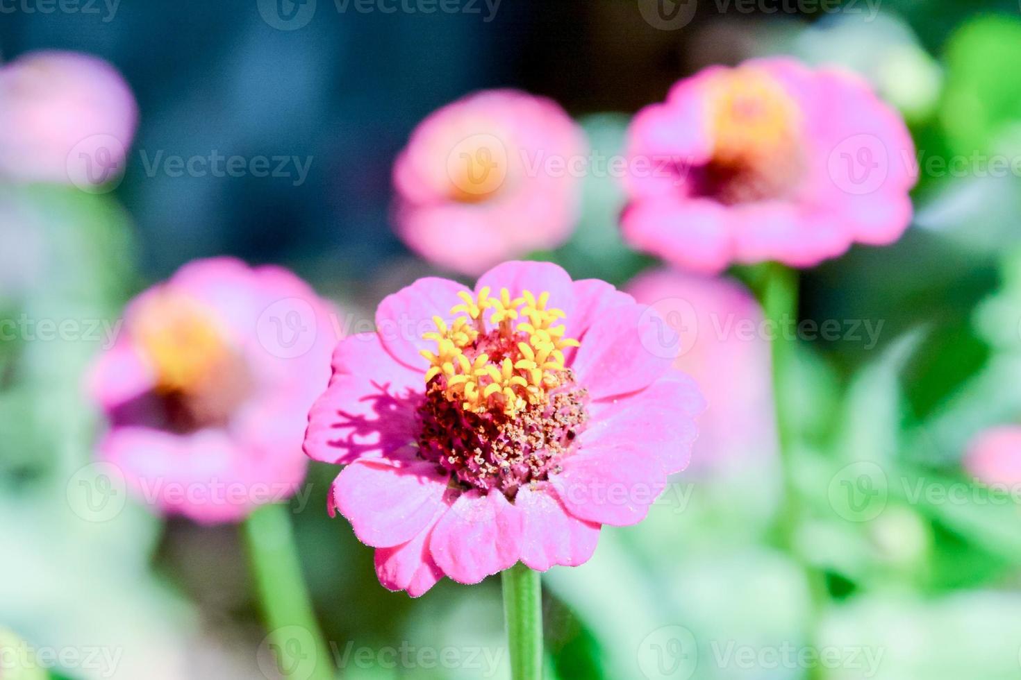 fond avec des fleurs photo