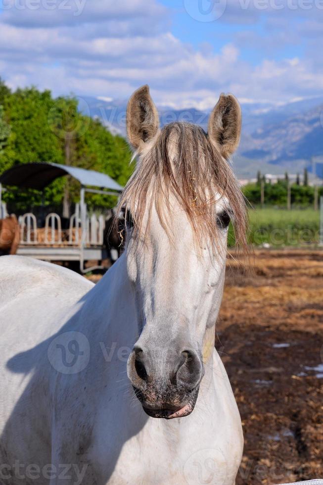 les chevaux à le ferme photo