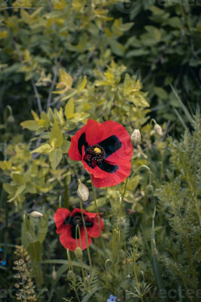 coloré Naturel fleur Prairie paysage avec coquelicot concept photo. photo