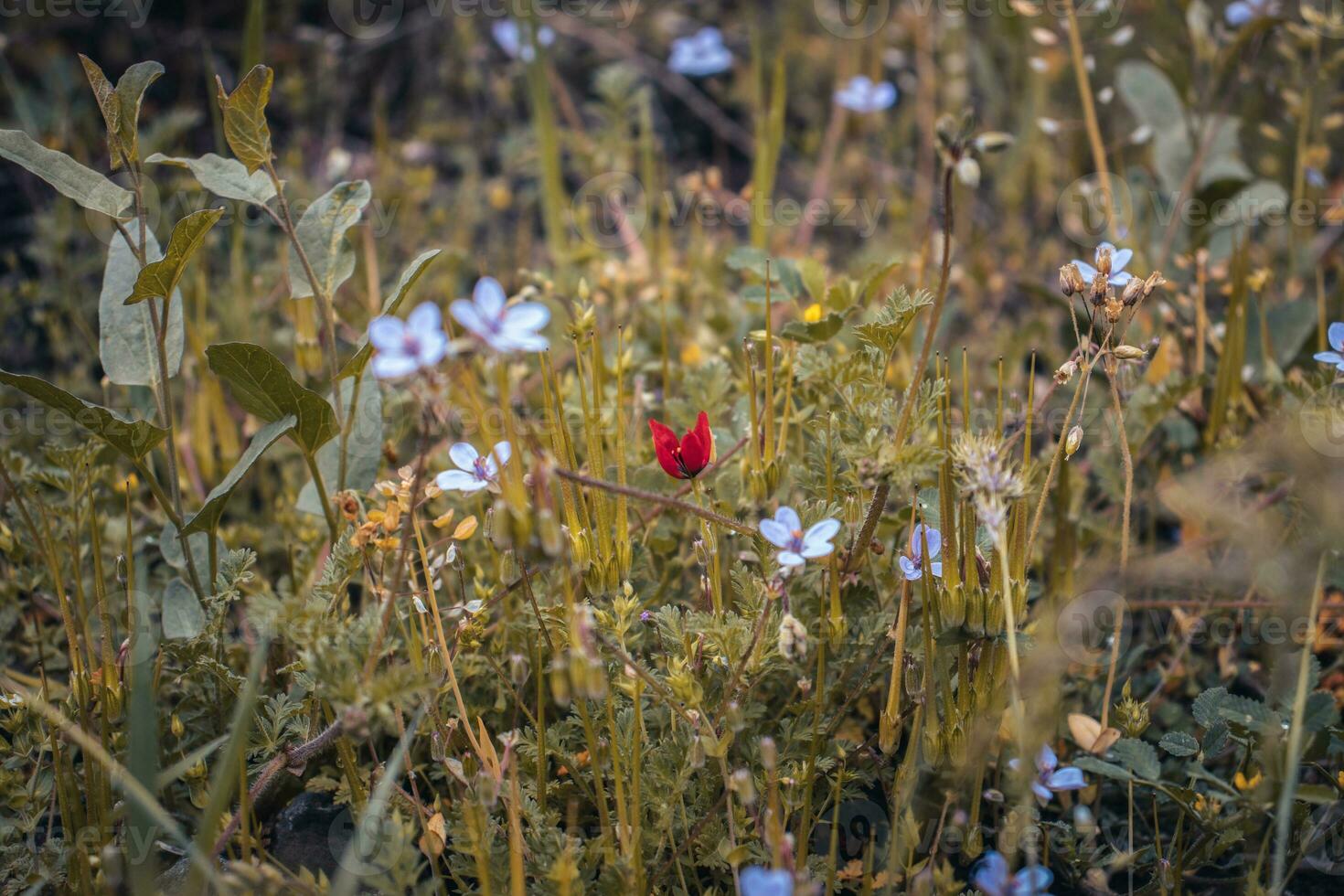 proche en haut coloré fleurs sauvages dans été Prairie concept photo. photo