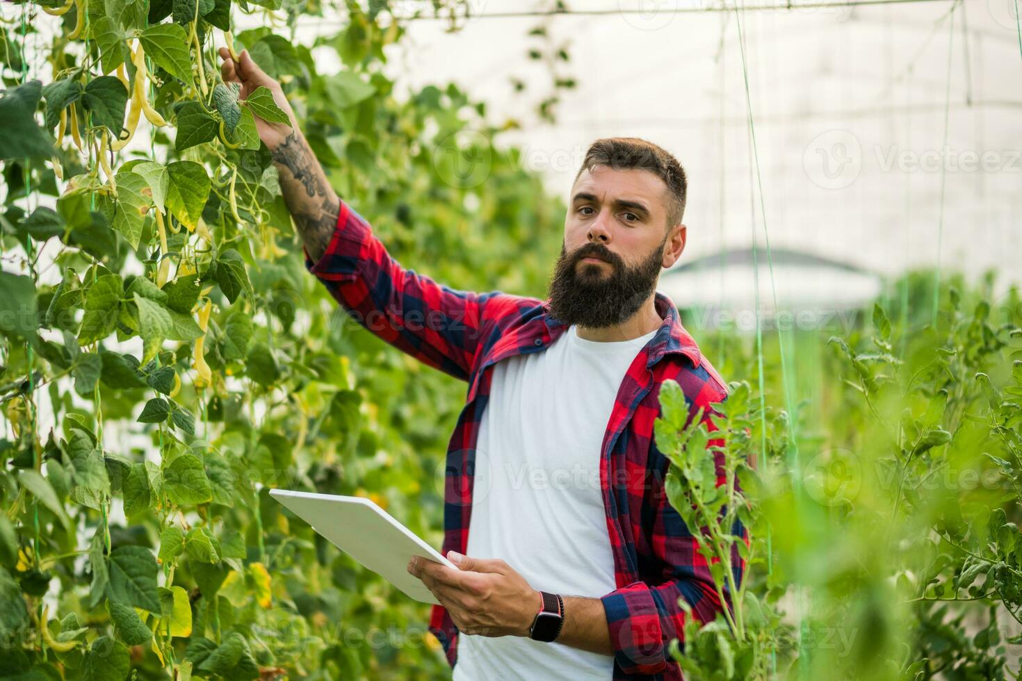 agriculteur examiner sec feuilles dans vert des haricots biologique serre. jardin dévasté par sécheresse. photo