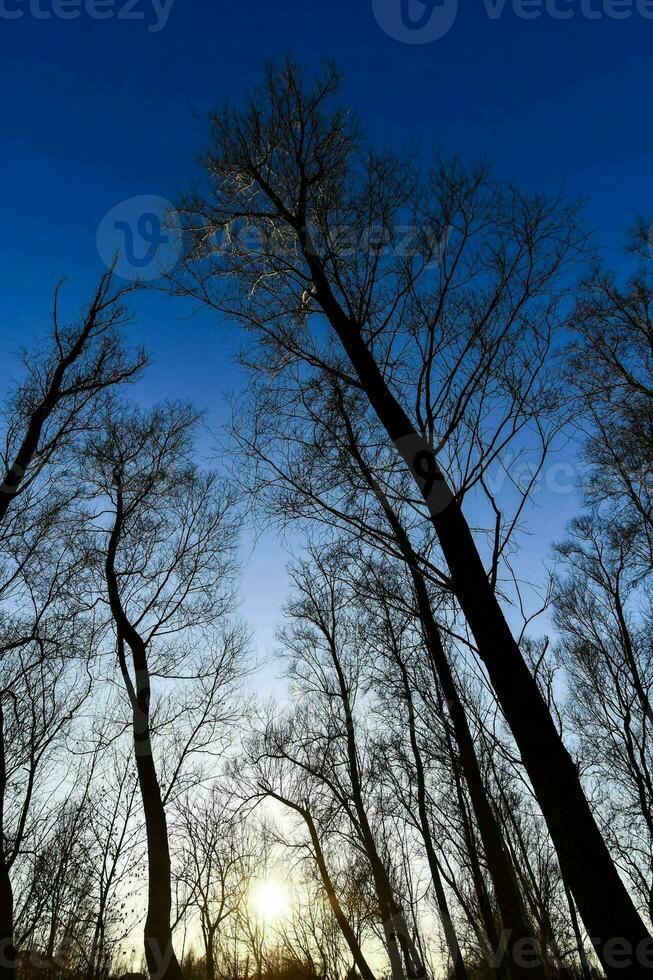 arbres dans la forêt photo