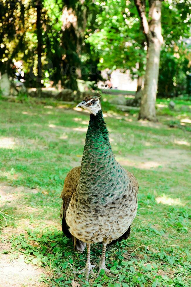 charmant des oiseaux dans zoo photo