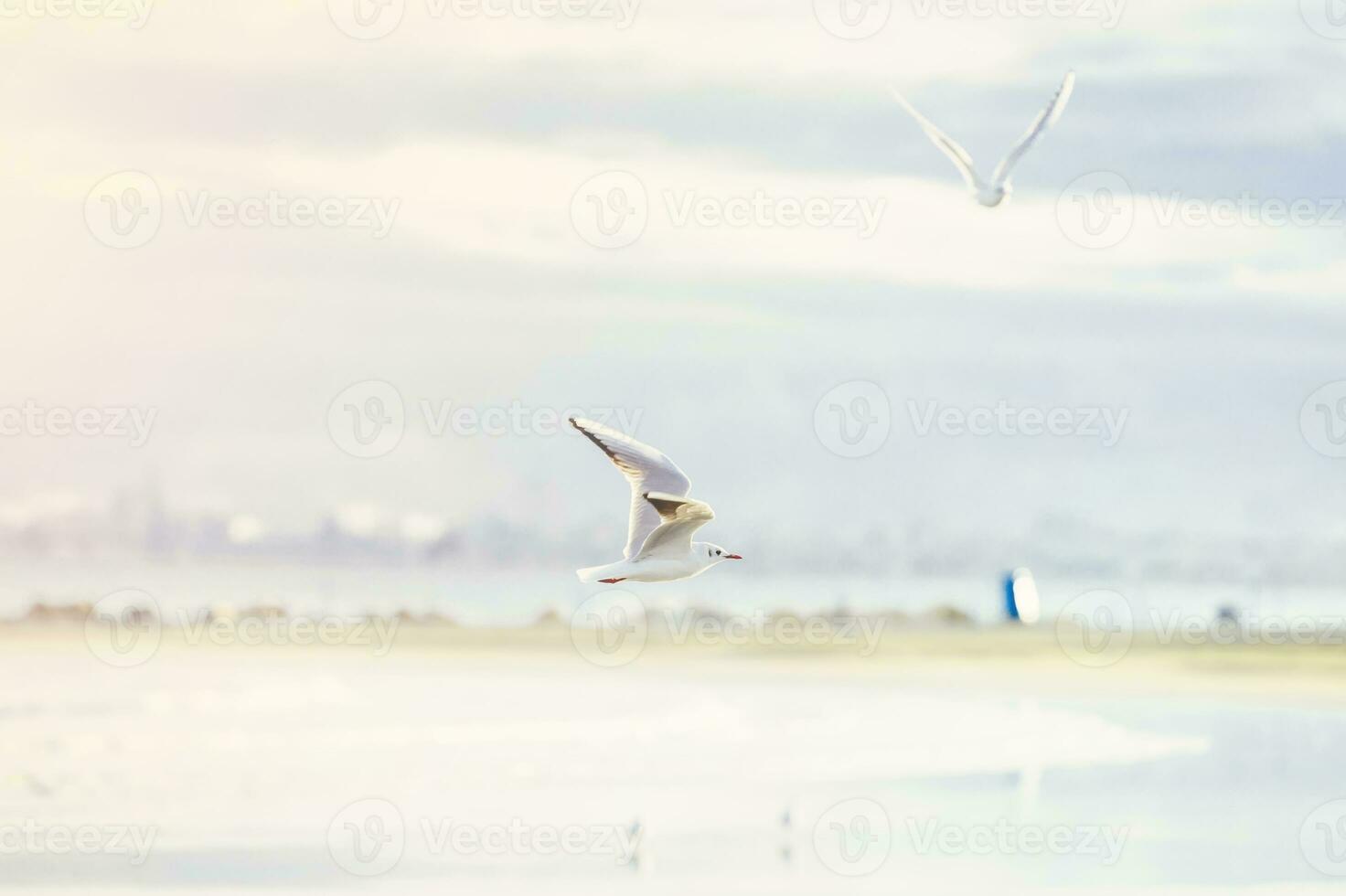 mouettes sur la plage photo