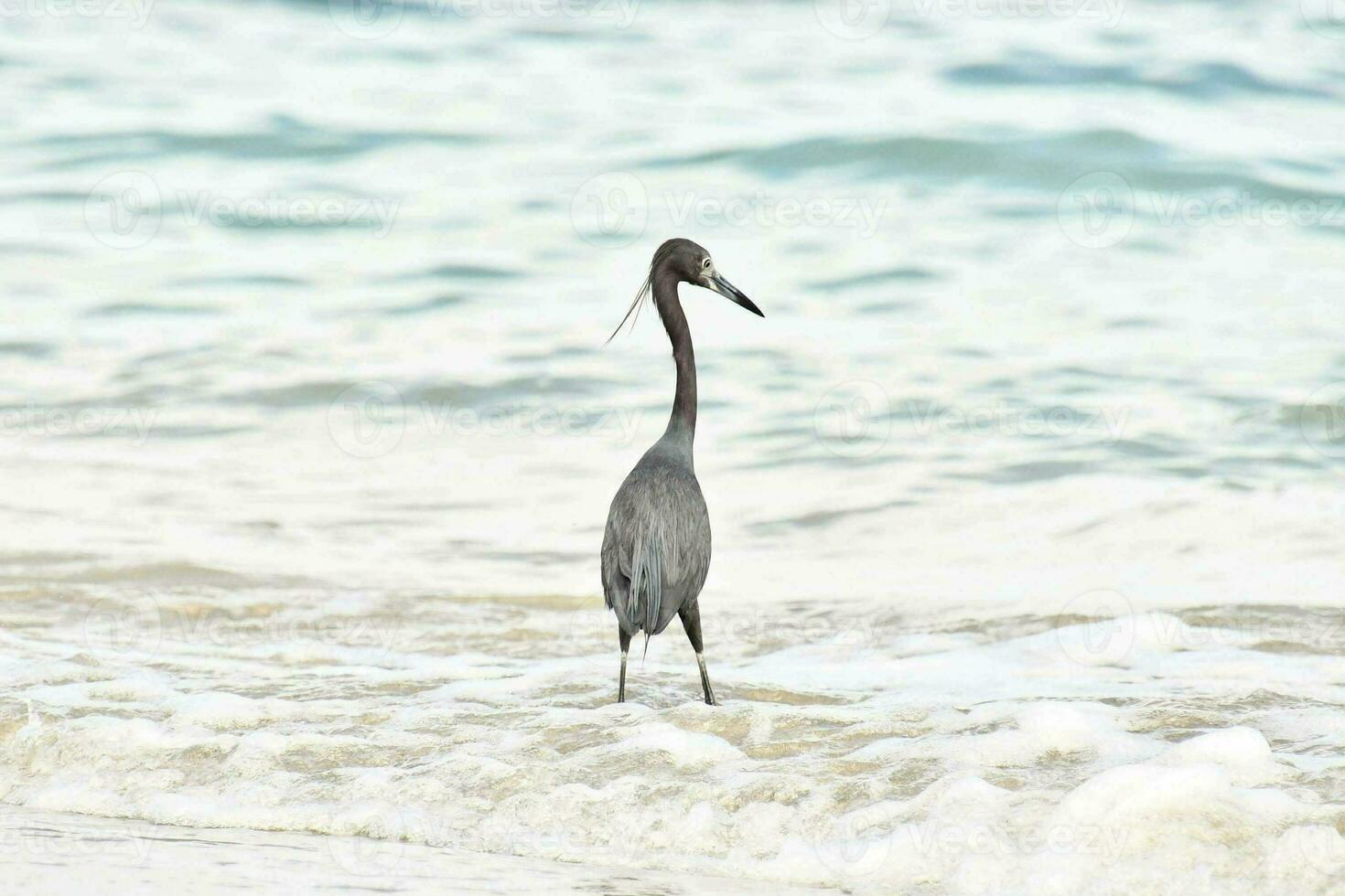 oiseaux à l'état sauvage photo