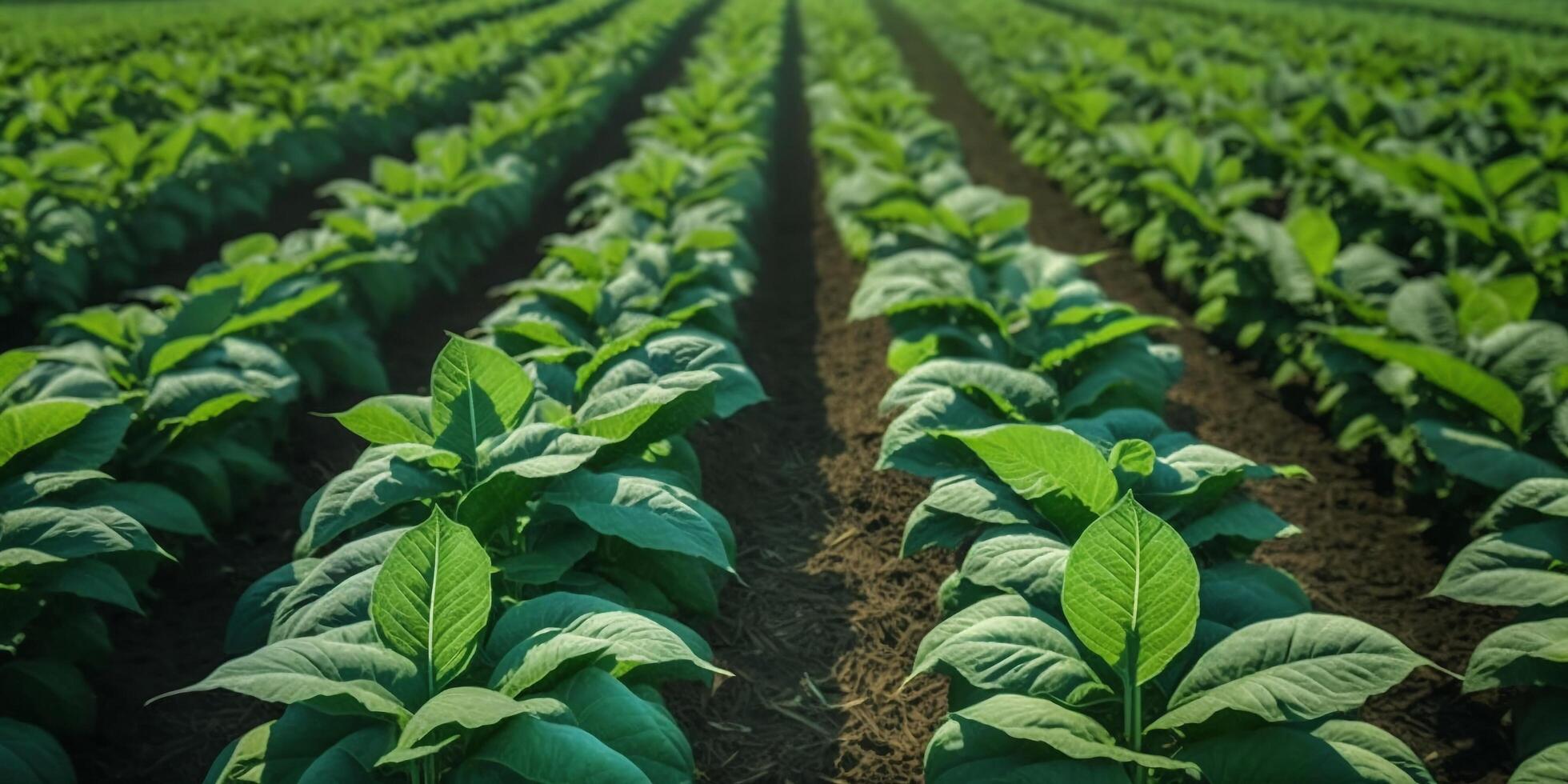 le plante champ avec ai généré. photo