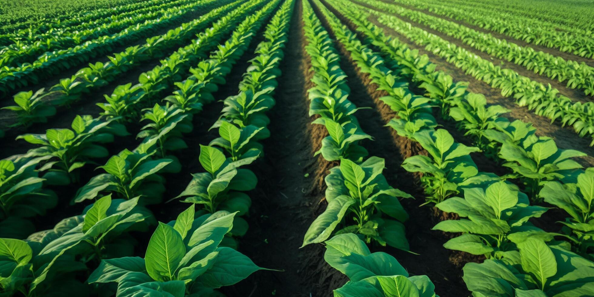 le plante champ avec ai généré. photo