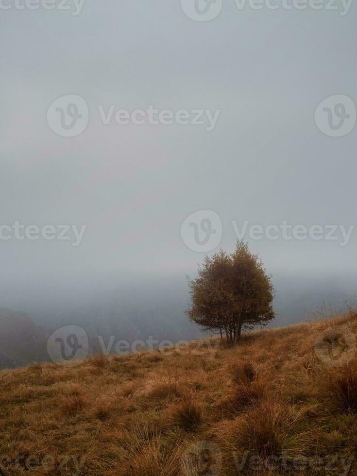 solitaire l'automne arbre contre brumeux Montagne pente dans crépuscule. foncé la photo