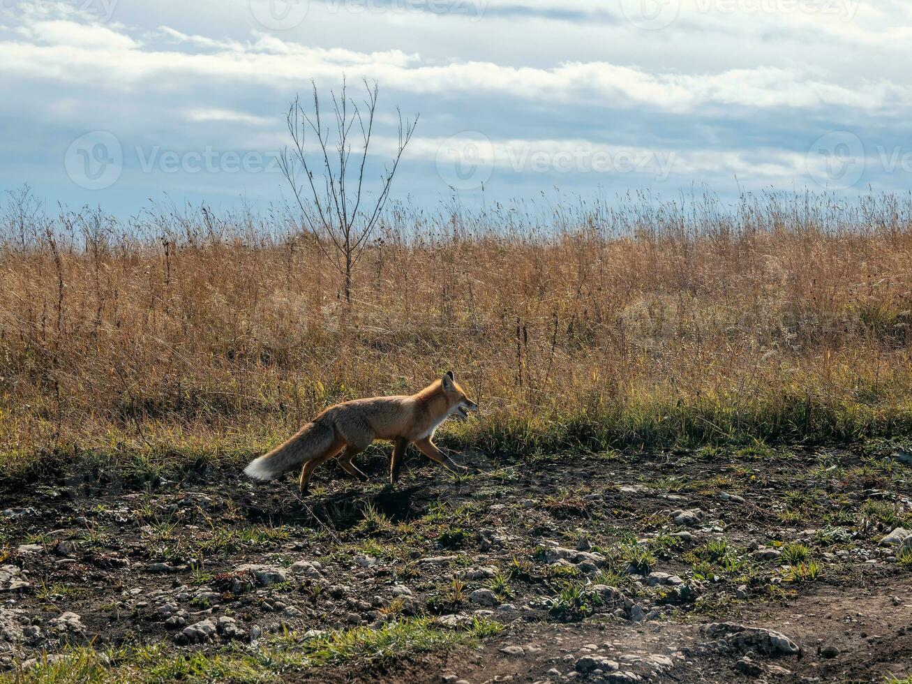 duveteux rouge Renard court le long de le chemin le long de le l'automne champ. une sauvage Renard sur un l'automne champ. photo