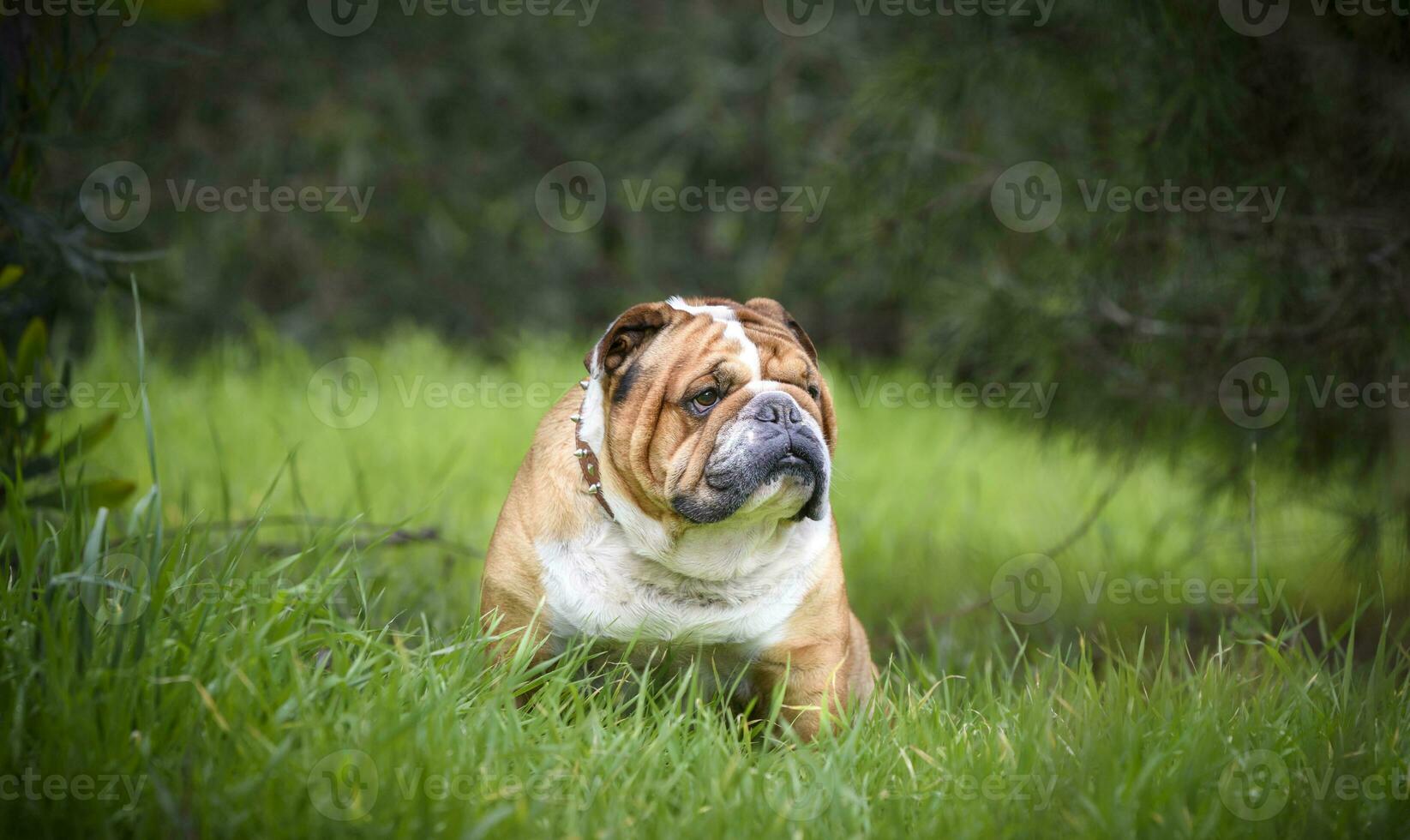 Anglais bouledogue Extérieur photo