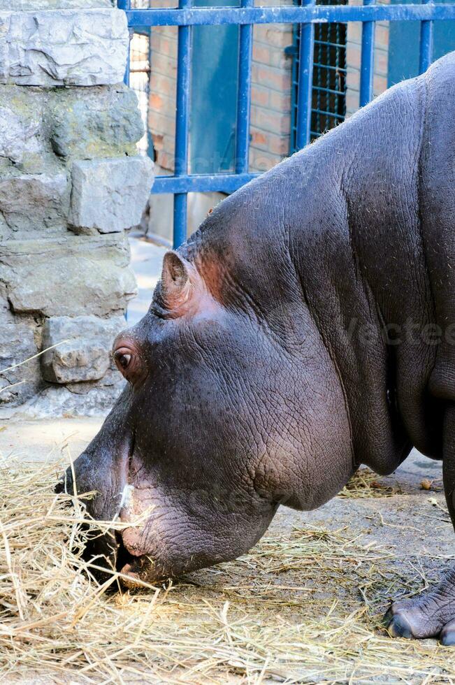 hippopotame en mangeant dans zoo photo