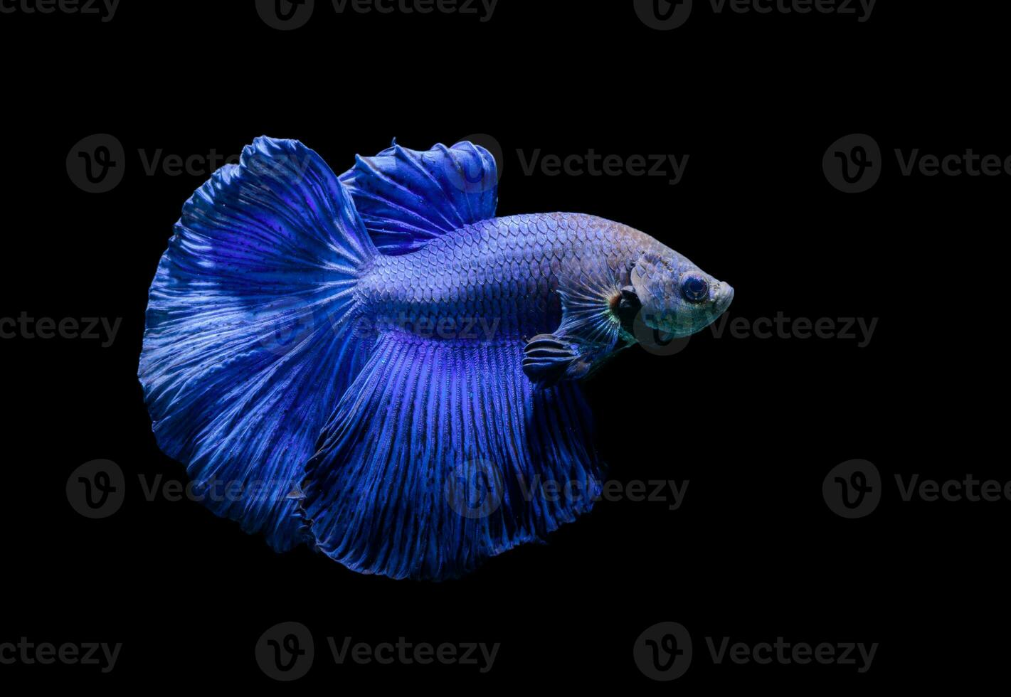 bleu Siamois combat poisson, betta splendens photo