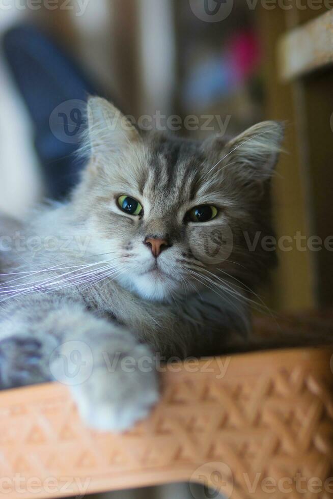 chat avec vert yeux est relaxant sur une chaise. photo