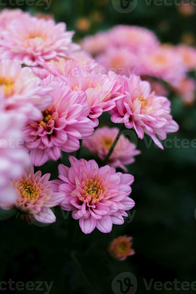 chrysanthème fleurs dans plein Floraison dans Indonésie serre photo