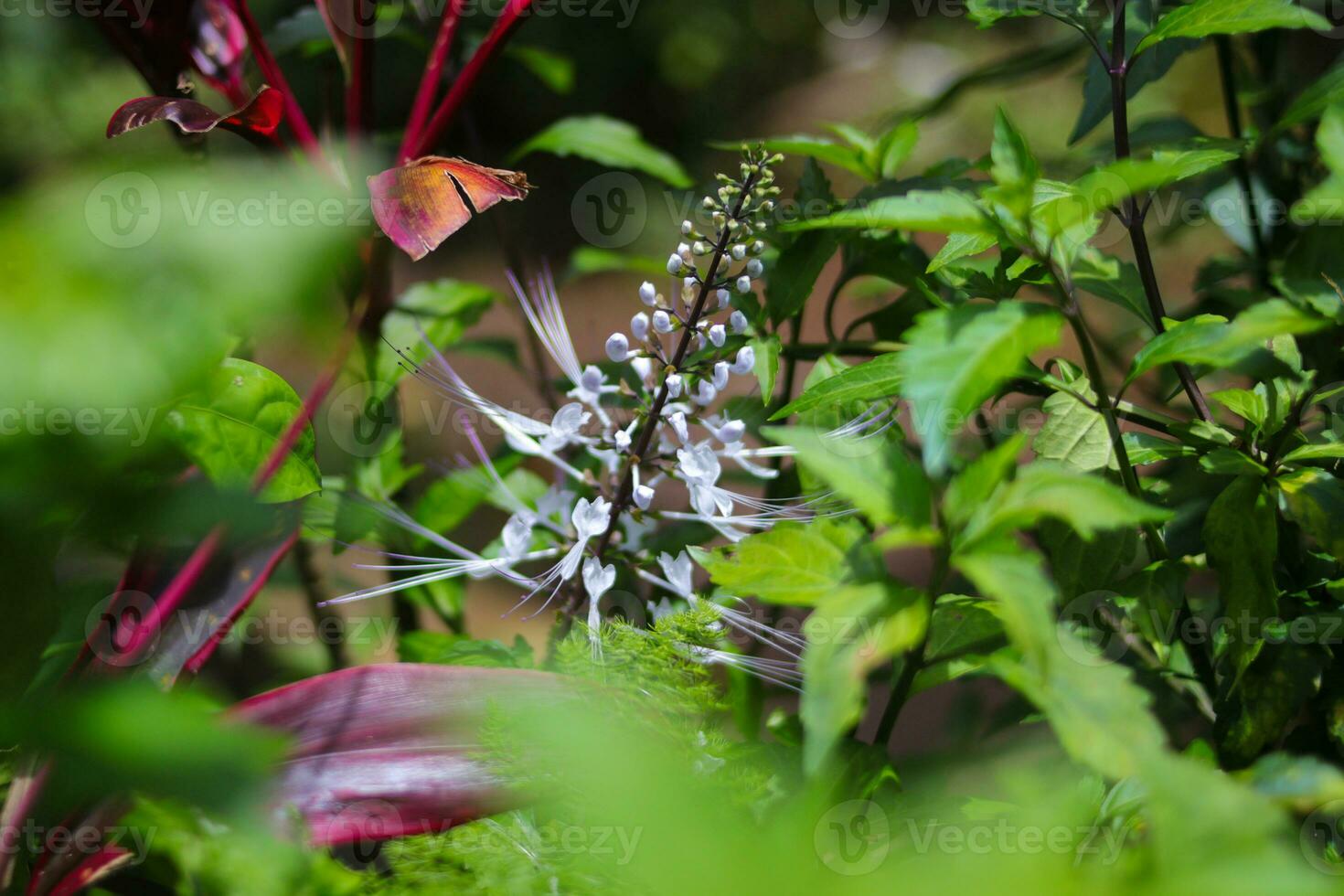 orthosiphon aristatus dans le jardin photo