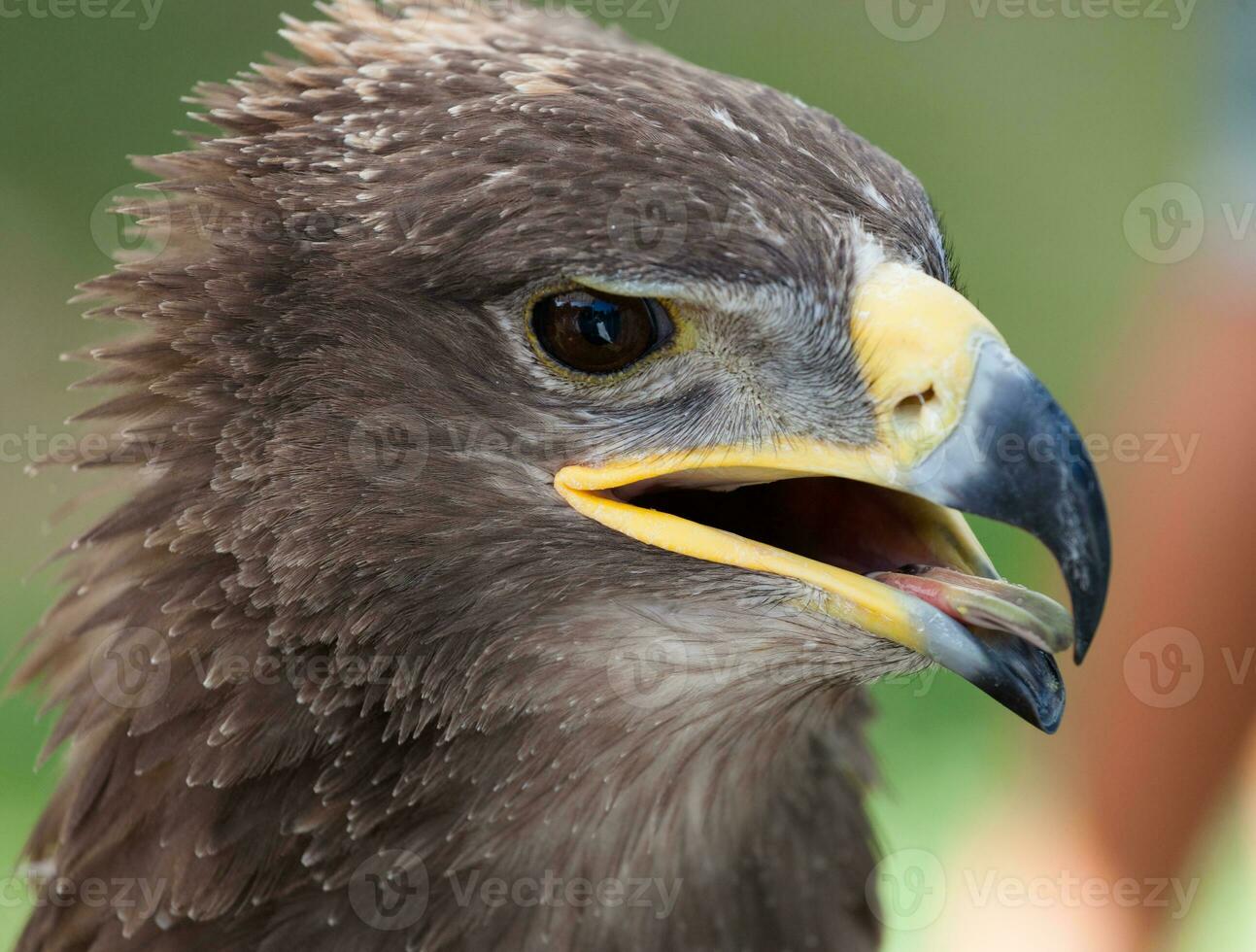 aigle royal bouchent photo