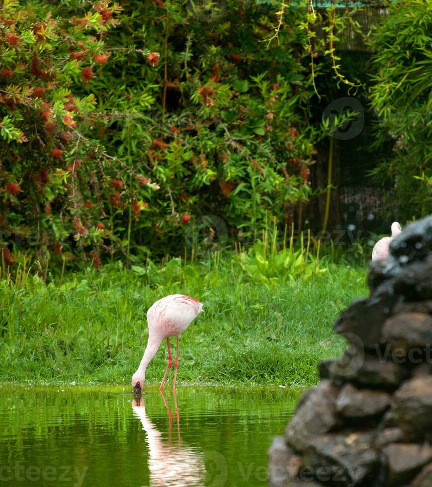 beau flamant rose photo