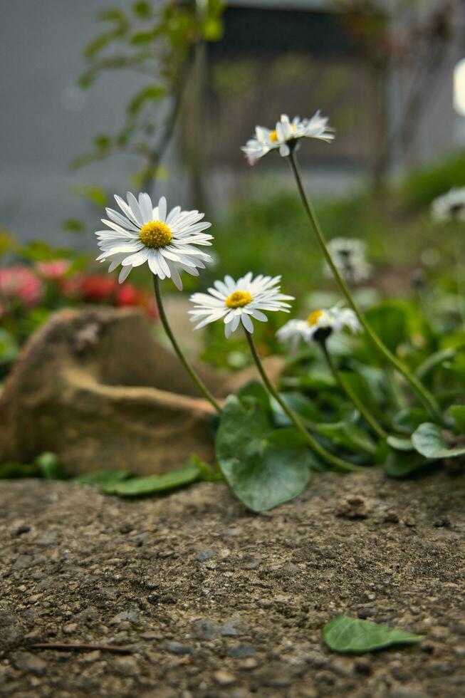fermer coup de magnifique printemps fleurs marguerites dans le jardin photo