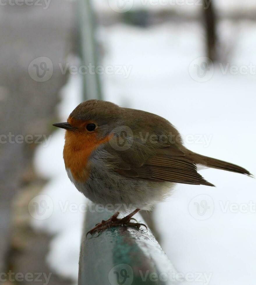 proche en haut Photos pris de une très mignonne Robin oiseau dans très cool temps