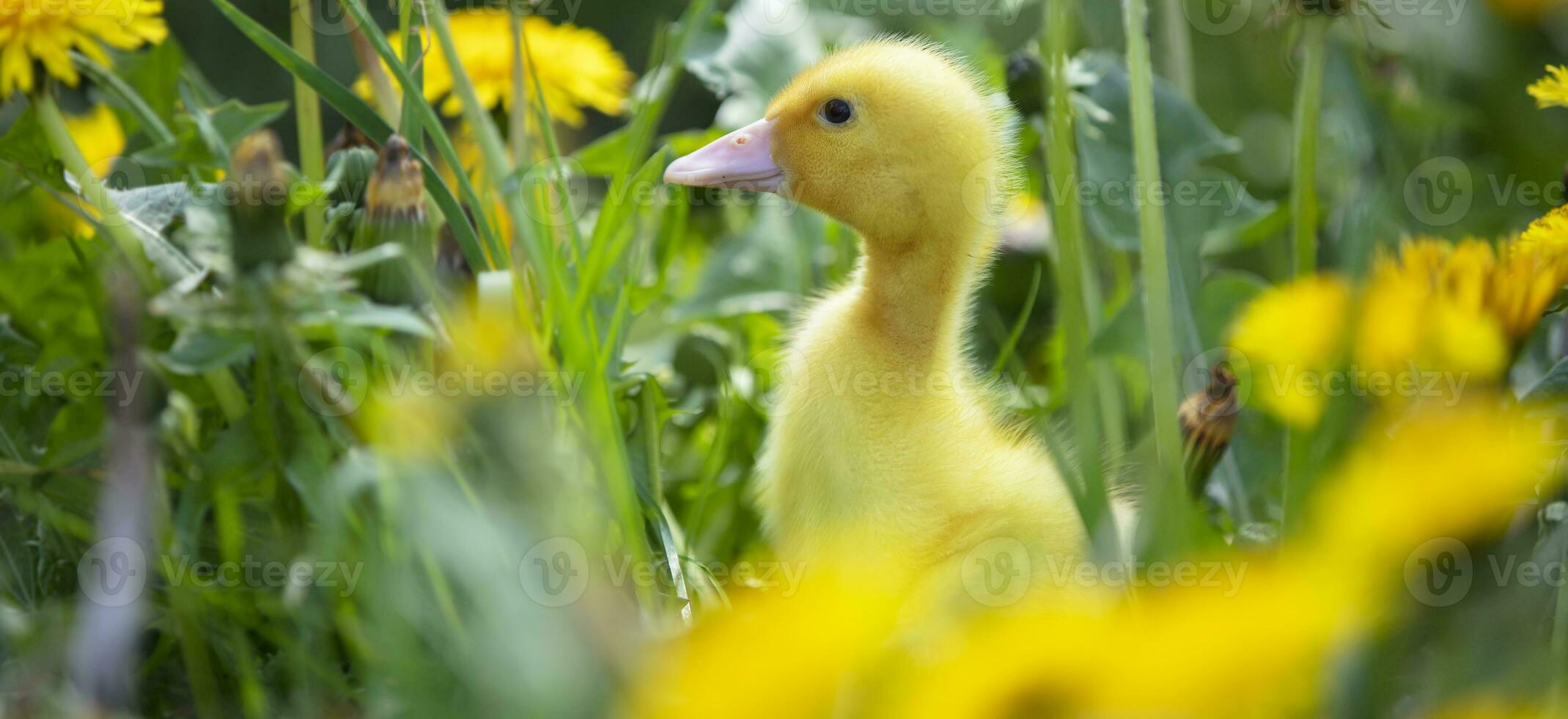 duveteux caneton dans Jaune pissenlits dans le prairie. été Contexte. photo