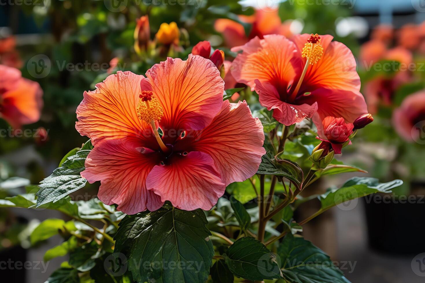 été délice brillant et audacieux hibiscus fleurs sur afficher. ai généré photo