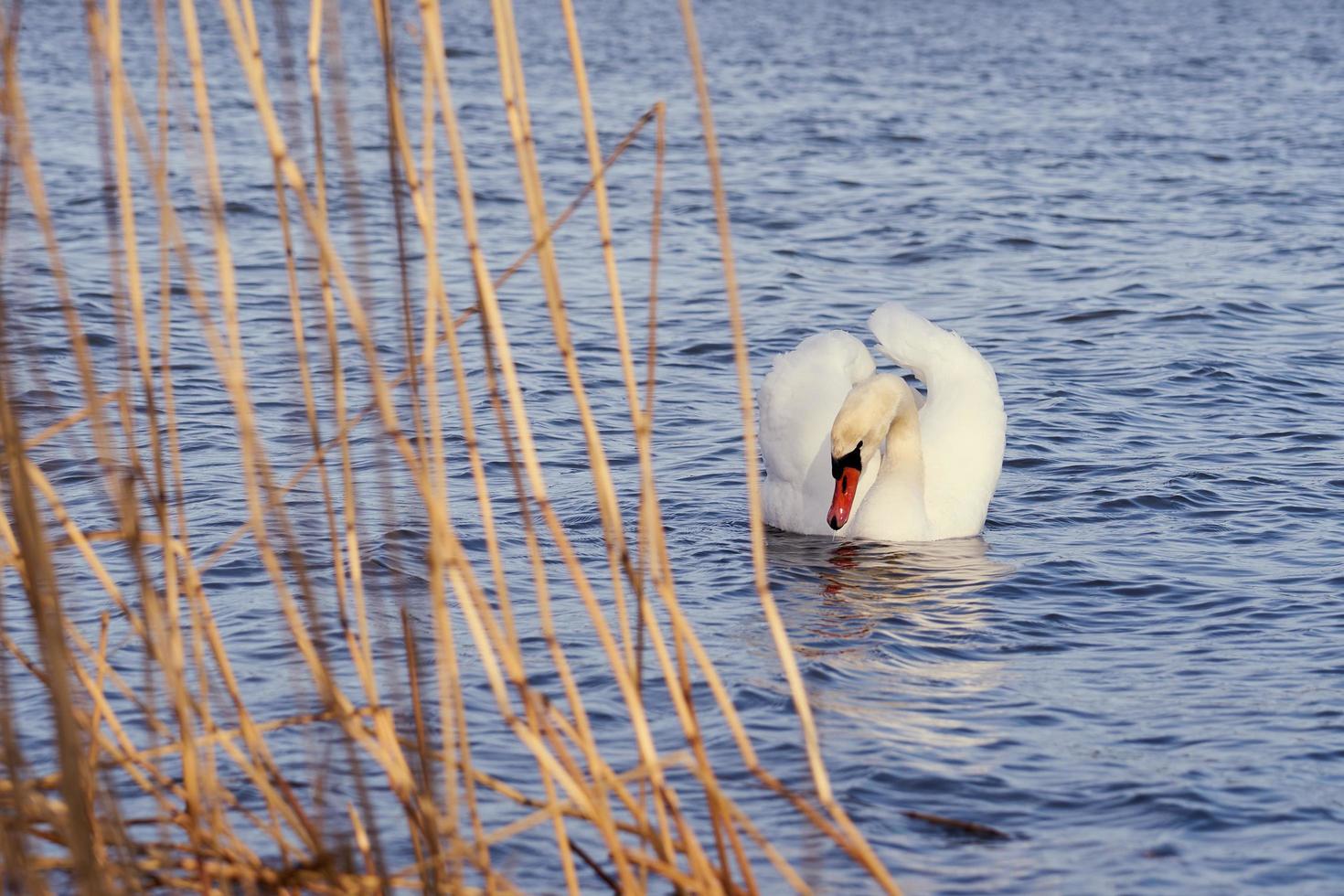 cygne blanc dans l'eau photo