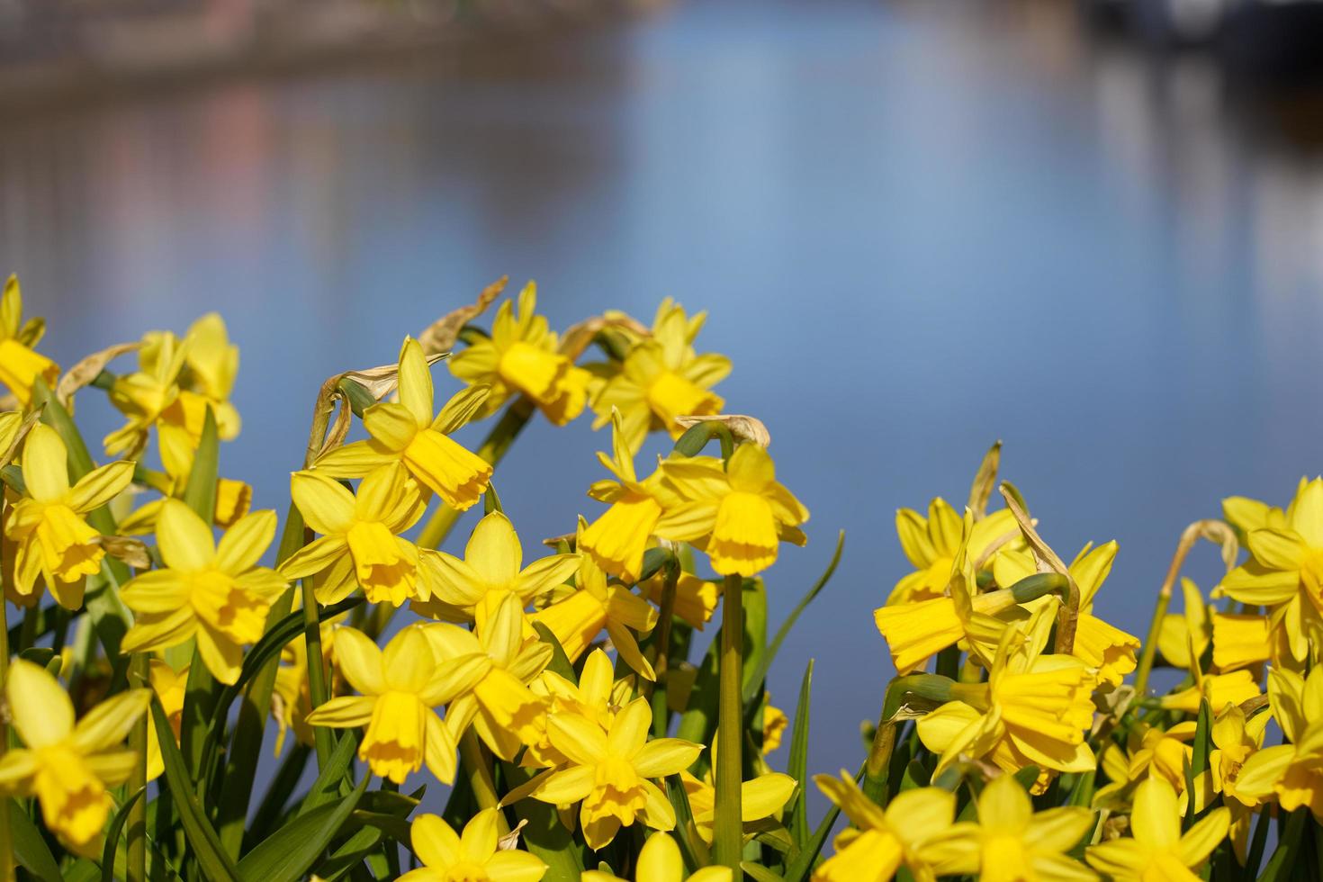 jonquilles avec de l'eau photo