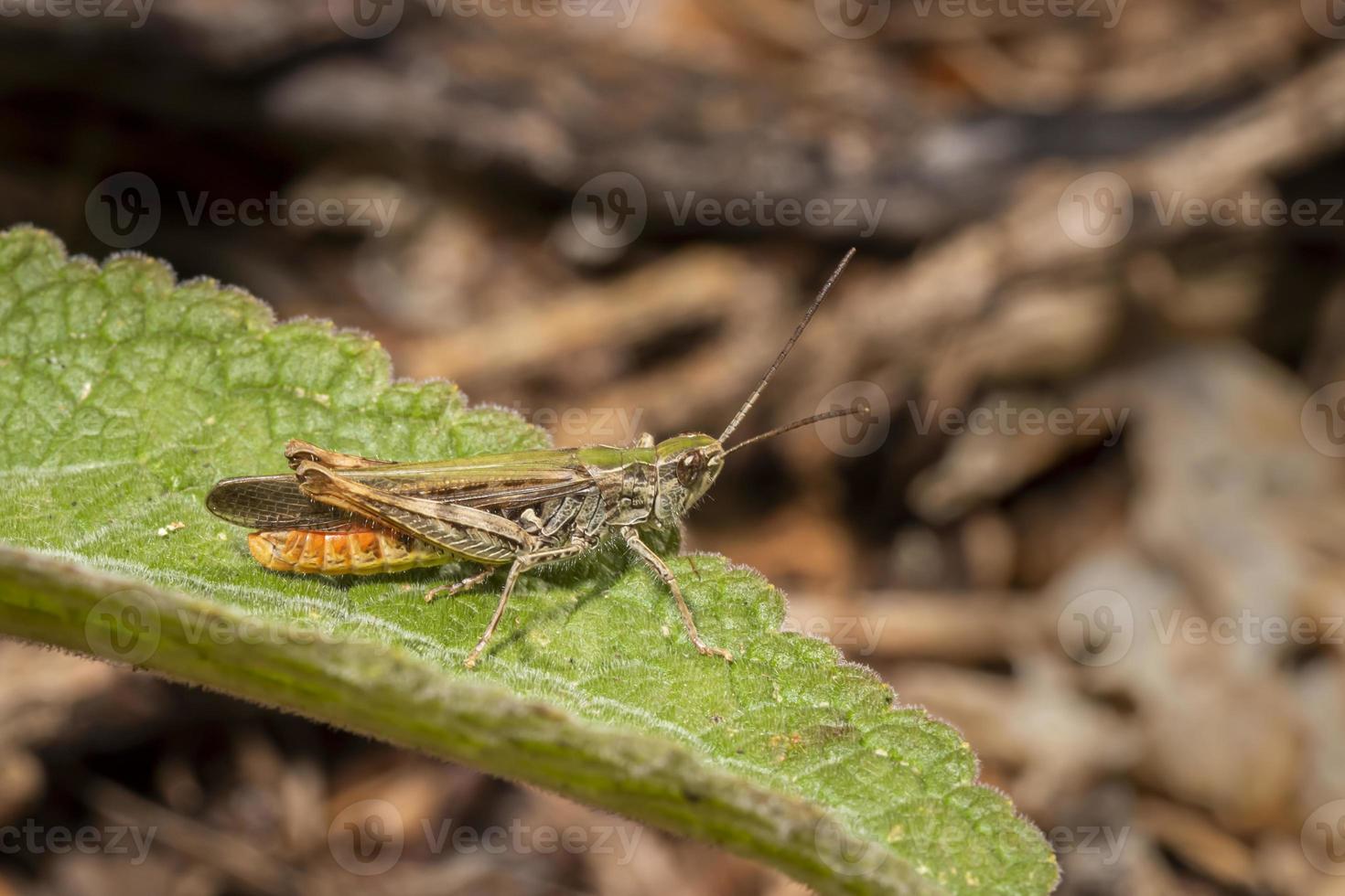 sauterelle sur une feuille photo