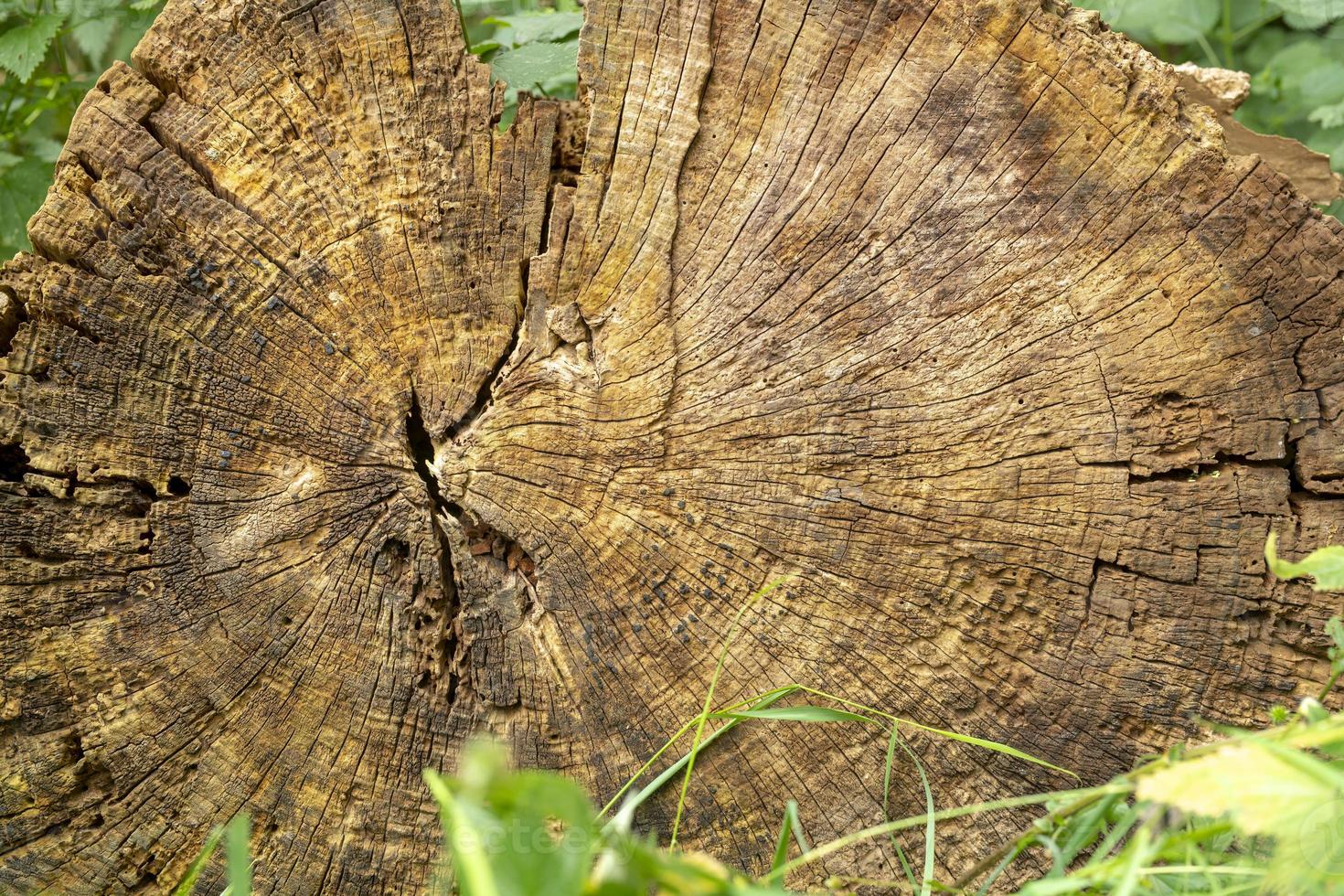 vieille bûche de bois photo