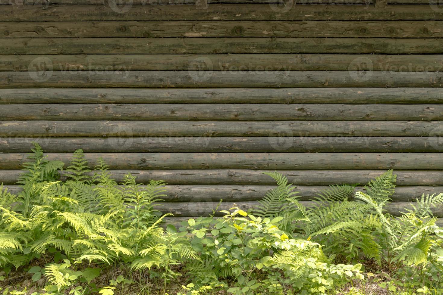 mur en bois avec fougère photo