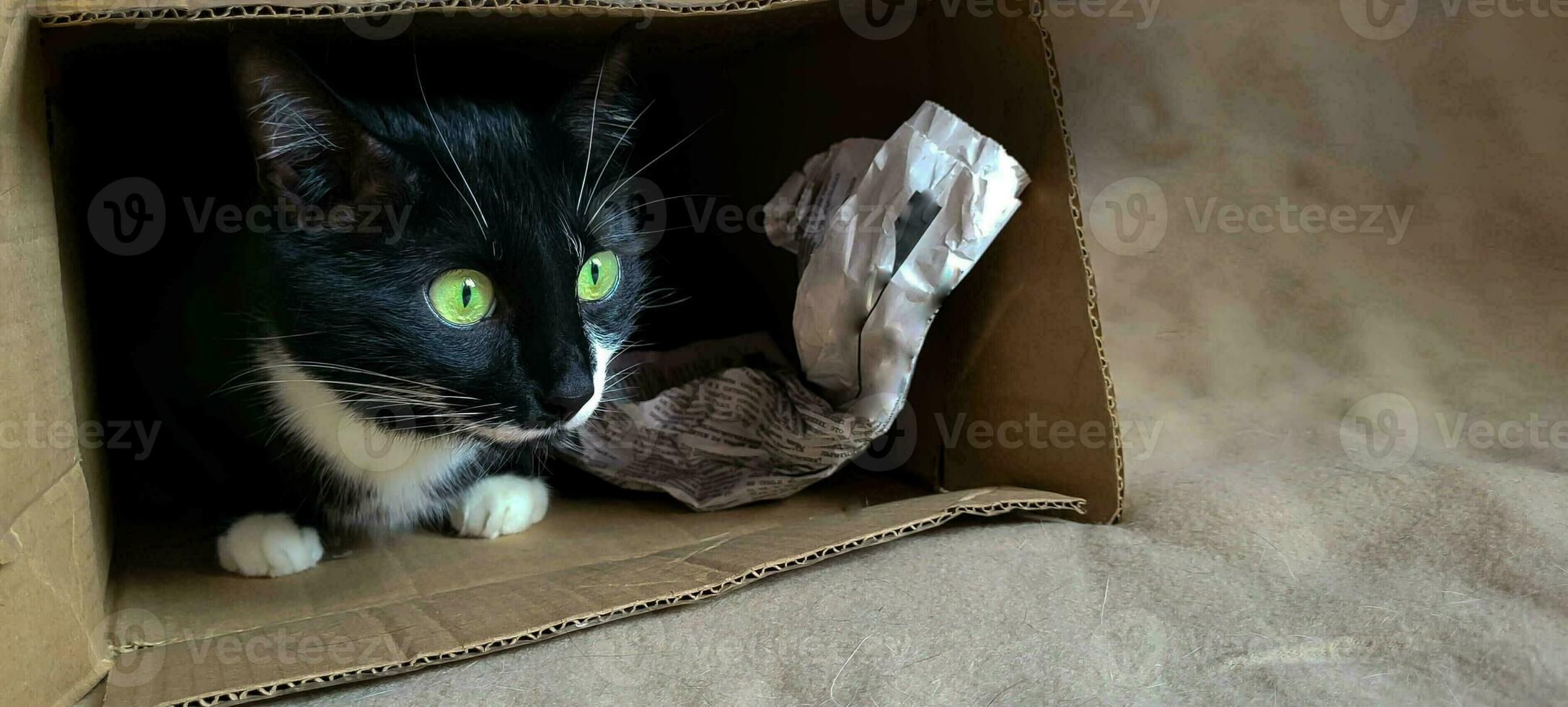 noir chat avec vert yeux dans une boîte fermer. photo