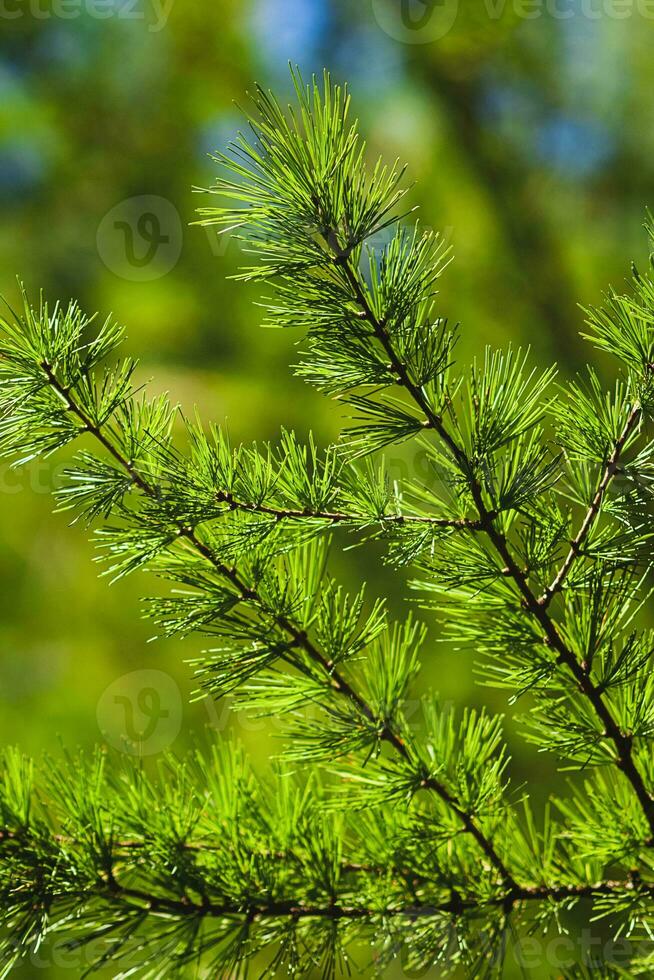 Larix caduque européen ou commun mélèze vert branches proche en haut photo