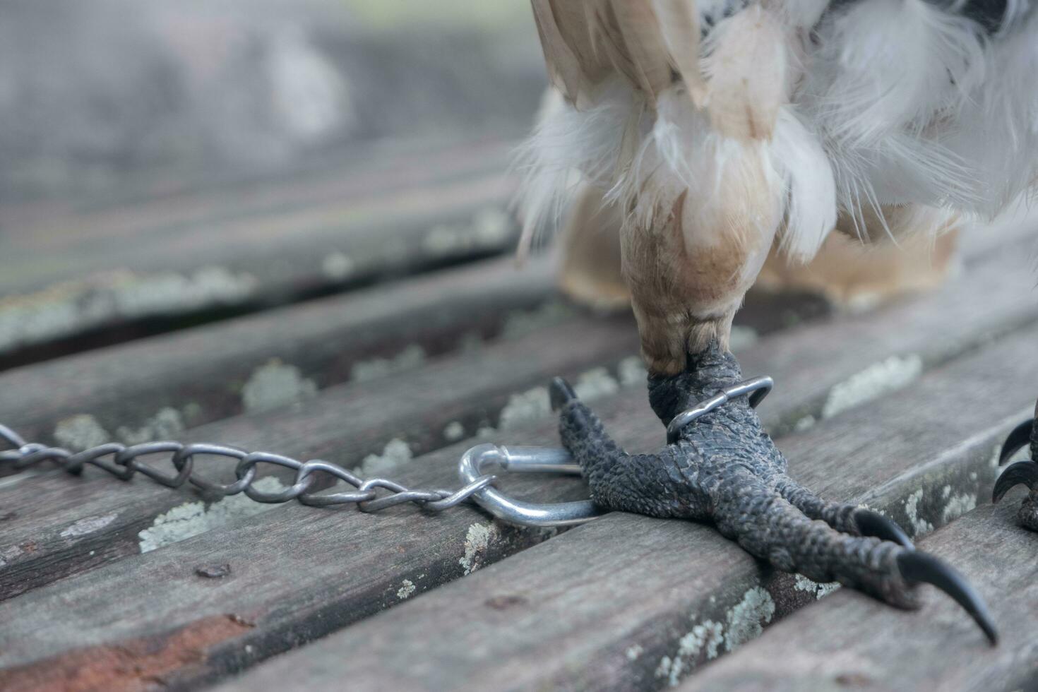 sélectivement concentrer sur le Chaînes cette lier le des oiseaux jambes. doux se concentrer. photo concept pour le protection de rare et en danger animaux